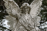 MiDecember - Mt Hope Cemetery